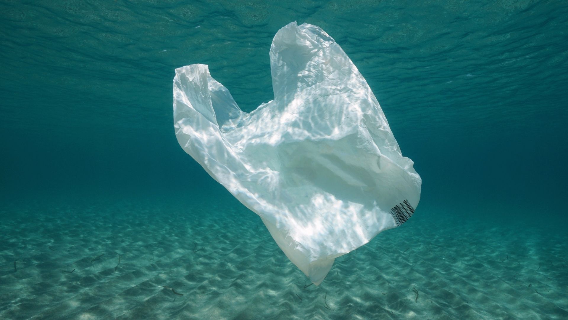 Temmuz Ayı: Plastik Atık Ayı – Küçük Bir Atık, Büyük Bir Etki